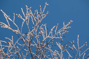 hoarfrost kış mavi gökyüzüne karşı ağaçlarda