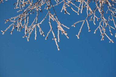 hoarfrost kış mavi gökyüzüne karşı ağaçlarda