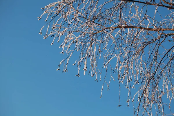 Hoarfrost Árvores Inverno Contra Céu Azul — Fotografia de Stock