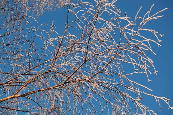 Rijm Bomen Winter Tegen Blauwe Hemel — Stockfoto