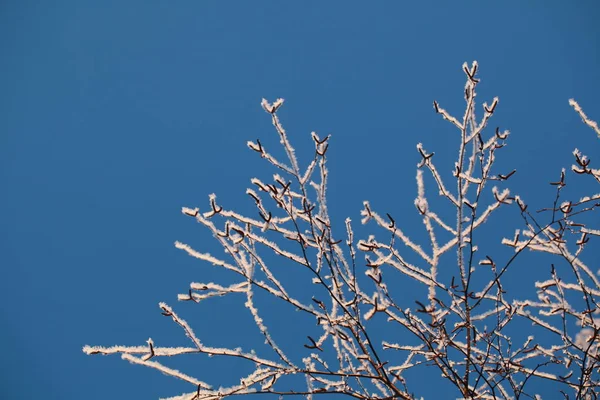 Heladas Los Árboles Invierno Contra Cielo Azul — Foto de Stock