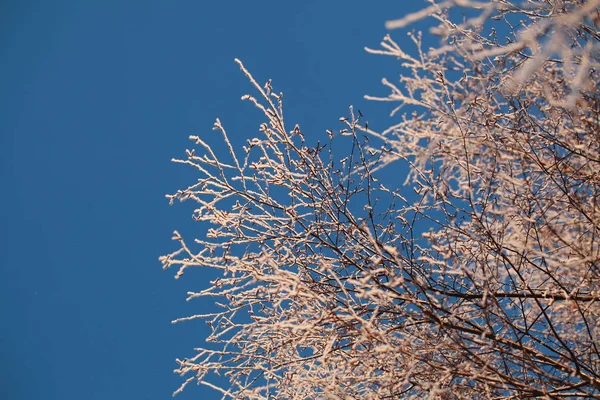 Rimfrosten Träden Vintern Mot Den Blå Himlen — Stockfoto