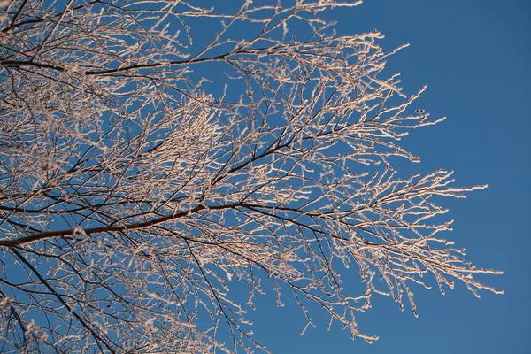 Rimfrosten Träden Vintern Mot Den Blå Himlen — Stockfoto