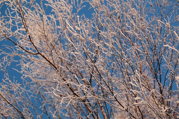 Rijm Bomen Winter Tegen Blauwe Hemel — Stockfoto