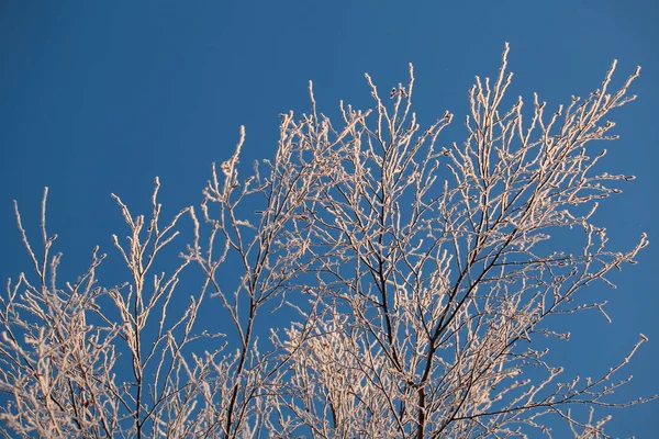 Hoarfrost Árvores Inverno Contra Céu Azul — Fotografia de Stock