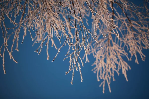 Hoarfrost Árvores Inverno Contra Céu Azul — Fotografia de Stock