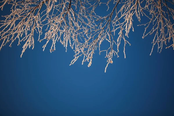 Jinovatka Námraza Stromech Zimě Proti Modré Obloze — Stock fotografie