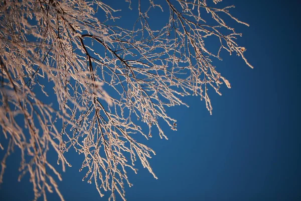 Rijm Bomen Winter Tegen Blauwe Hemel — Stockfoto