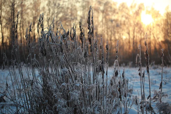 Rijm Bomen Winter Tegen Blauwe Hemel — Stockfoto