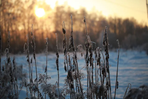 Givre Sur Les Arbres Hiver Contre Ciel Bleu — Photo