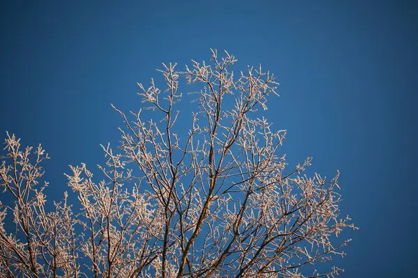 Hoarfrost Árvores Inverno Contra Céu Azul — Fotografia de Stock