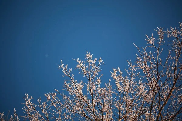 Rimfrosten Träden Vintern Mot Den Blå Himlen — Stockfoto