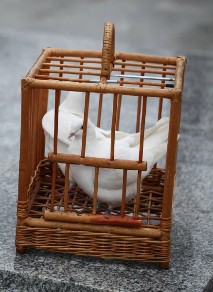 White Doves Wooden Cage — Stock Photo, Image