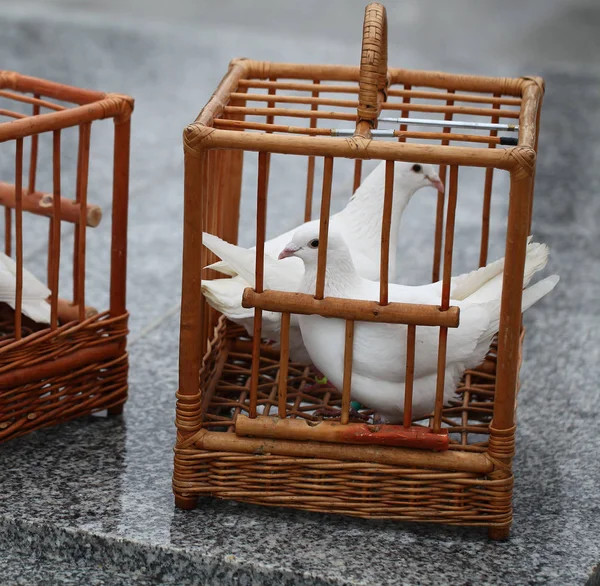 Білі голуби в дерев'яній клітці — стокове фото