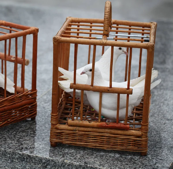 Witte duiven in een houten kooi — Stockfoto