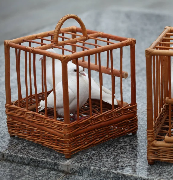 White Doves Wooden Cage — Stock Photo, Image