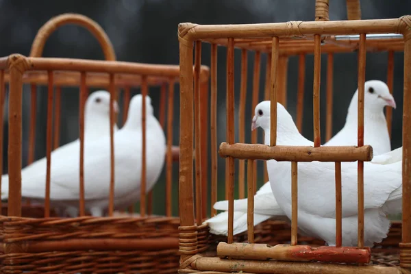 A fából készült ketrec fehér galambok — Stock Fotó