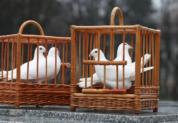 White Doves Wooden Cage — Stock Photo, Image