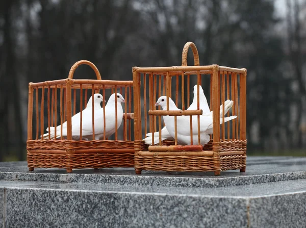 Colombe bianche in una gabbia di legno — Foto Stock