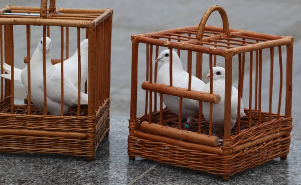 Witte duiven in een houten kooi — Stockfoto