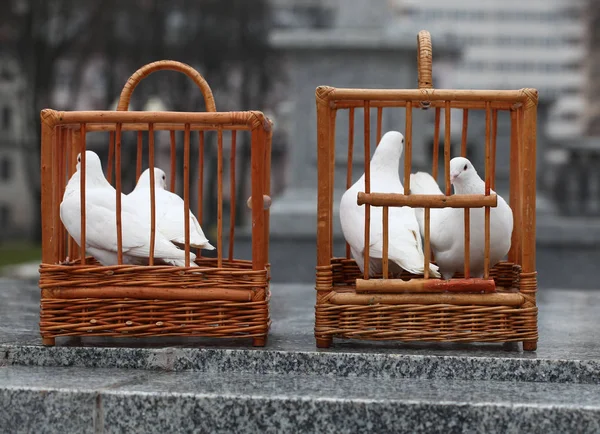 Witte duiven in een houten kooi — Stockfoto