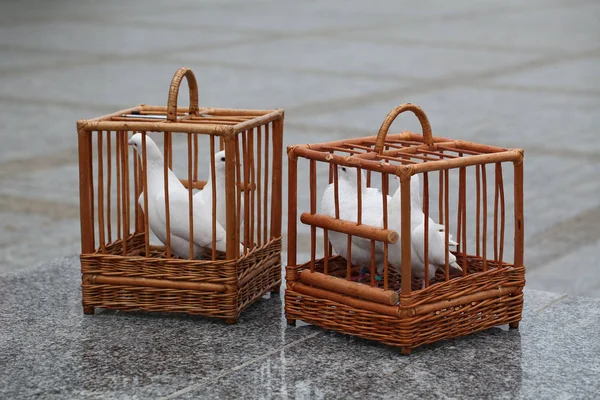 Witte duiven in een houten kooi — Stockfoto