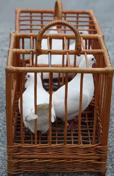 Witte duiven in een houten kooi — Stockfoto