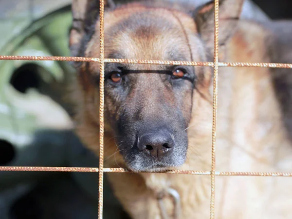 德国牧羊犬在酒吧后面 — 图库照片