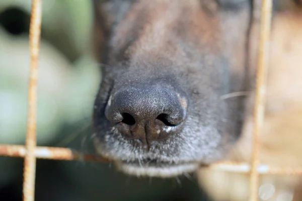 Alman çoban köpek demir parmaklıklar ardında — Stok fotoğraf