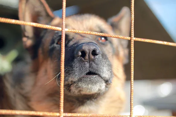 Alman çoban köpek demir parmaklıklar ardında — Stok fotoğraf