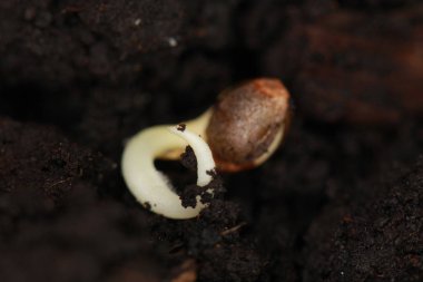 filizlenmiş kenevir tohumu