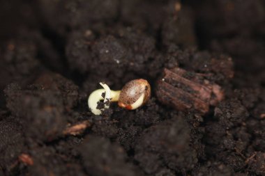 filizlenmiş kenevir tohumu