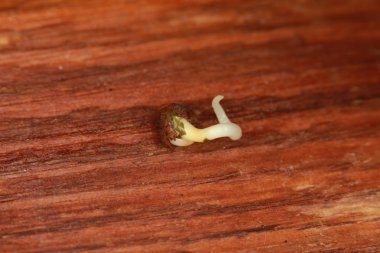 Filiz tıbbi esrar tohumlar