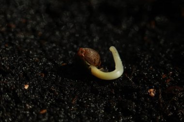 Filiz tıbbi esrar tohumlar