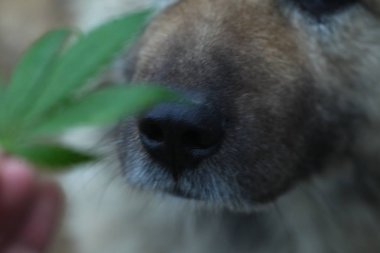 Bulanık arka plan köpeği kenevir yaprağını kokluyor