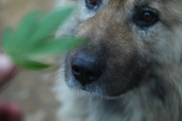 Bulanık Arka Plan Köpeği Kenevir Yaprağını Kokluyor — Stok fotoğraf