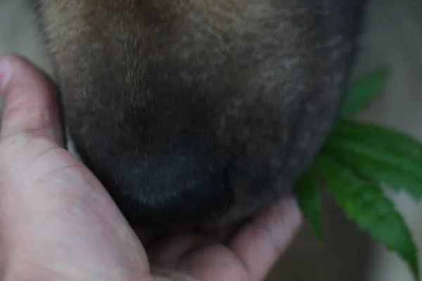 模糊的背景狗鼻子嗅闻大麻叶 — 图库照片