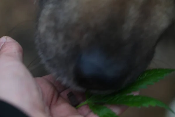 Bulanık Arka Plan Köpeği Kenevir Yaprağını Kokluyor — Stok fotoğraf
