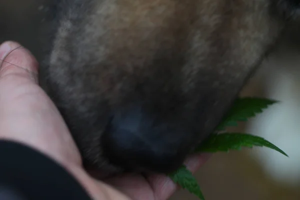 blurred background dog nose sniffs cannabis leaf