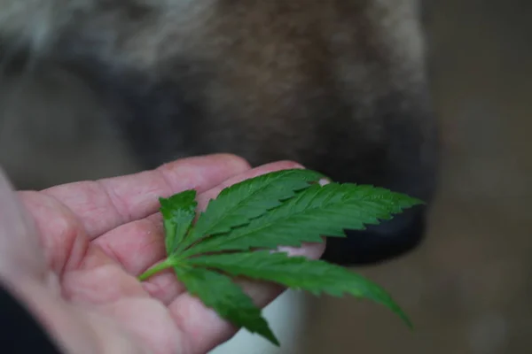 blurred background dog nose sniffs cannabis leaf