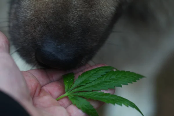 blurred background dog nose sniffs cannabis leaf