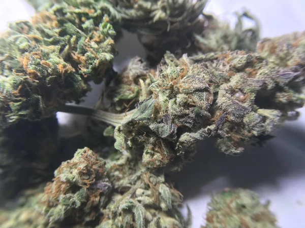 Marijuana medica piante di cannabis — Foto Stock