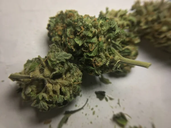 Medicinska marijuana cannabisväxter — Stockfoto