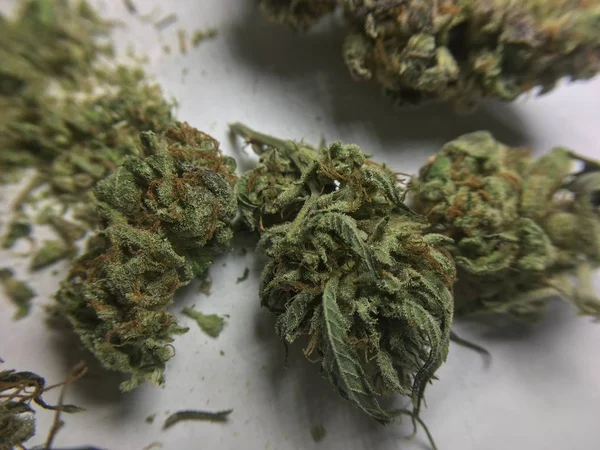 Orvosi marihuána kannabisznövények — Stock Fotó