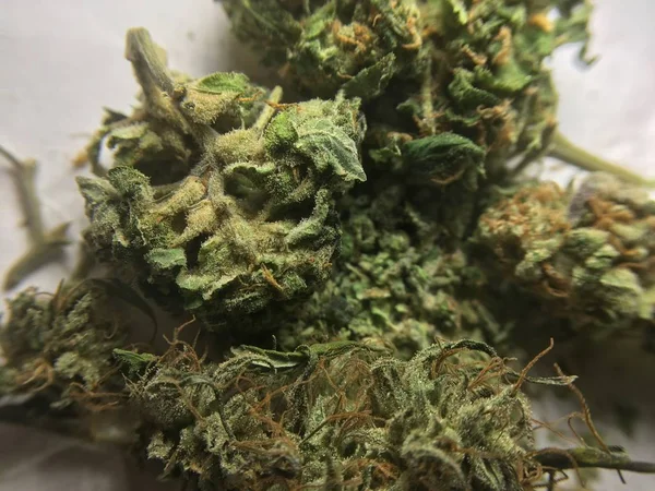 Lékařské marihuany rostliny konopí — Stock fotografie