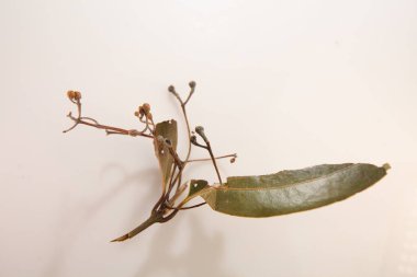 Seylan tarçın çubukları toptan paketleme