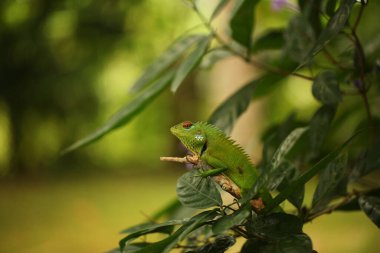 bukalemun tropikal bir bahçede ağaç dalında oturuyor.