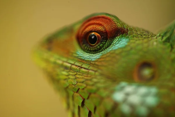 Camaleão sentado em um galho de árvore em um jardim tropical — Fotografia de Stock