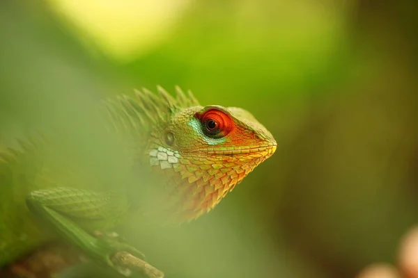 Chameleon sitting on a tree branch in a tropical garden — Stock Photo, Image