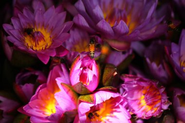 Sri Lanka bahçesinde canlı çiçek yaprakları